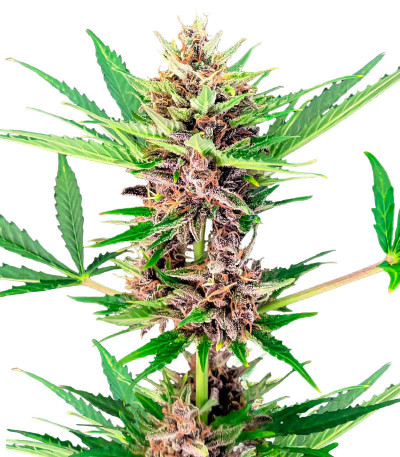 Сорт Amnesia Zkittlez Auto fem (FastBuds) Сорт Amnesia Zkittlez Auto fem (FastBuds)