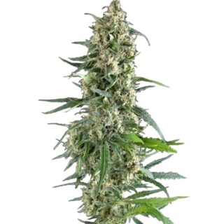 Сорт Auto Amnesia Gold fem (Pyramid Seeds) Сорт Auto Amnesia Gold fem (Pyramid Seeds)