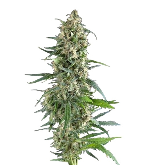Сорт Auto Amnesia Gold fem (Pyramid Seeds) Сорт Auto Amnesia Gold fem (Pyramid Seeds)