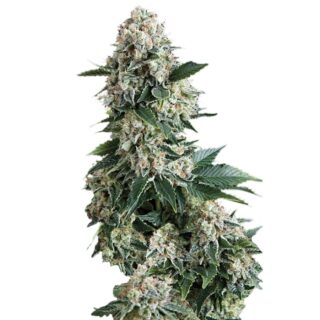 Сорт Auto New York City fem (Pyramid Seeds) Сорт Auto New York City fem (Pyramid Seeds)
