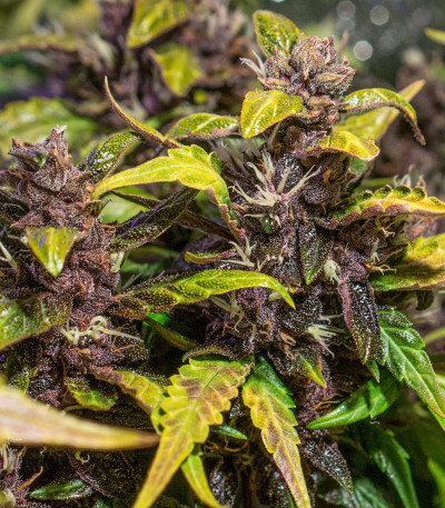 Сорт Auto Purple fem (Pyramid Seeds) Сорт Auto Purple fem (Pyramid Seeds) — изображение 6