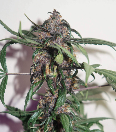 Сорт Auto Purple fem (Pyramid Seeds) Сорт Auto Purple fem (Pyramid Seeds) — изображение 8