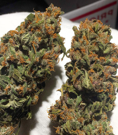 Сорт Auto Purple fem (Pyramid Seeds) Сорт Auto Purple fem (Pyramid Seeds) — изображение 3