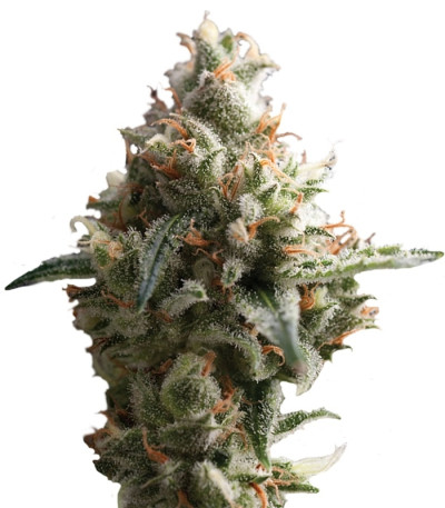 Сорт Auto Super Hash fem (Pyramid Seeds) Сорт Auto Super Hash fem (Pyramid Seeds)
