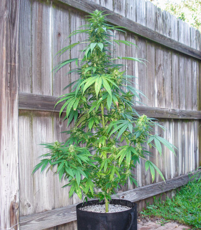 Сорт Auto Super Hash fem (Pyramid Seeds) Сорт Auto Super Hash fem (Pyramid Seeds) — изображение 7