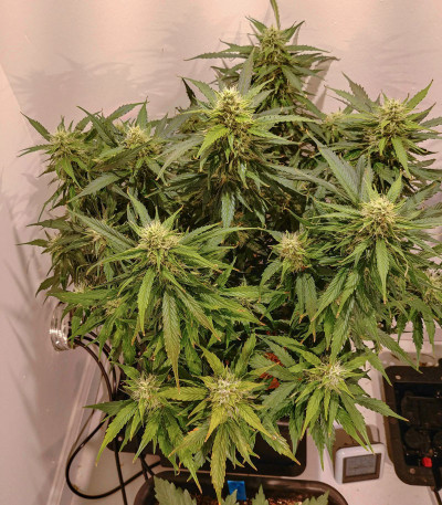 Сорт Auto Super Hash fem (Pyramid Seeds) Сорт Auto Super Hash fem (Pyramid Seeds) — изображение 5
