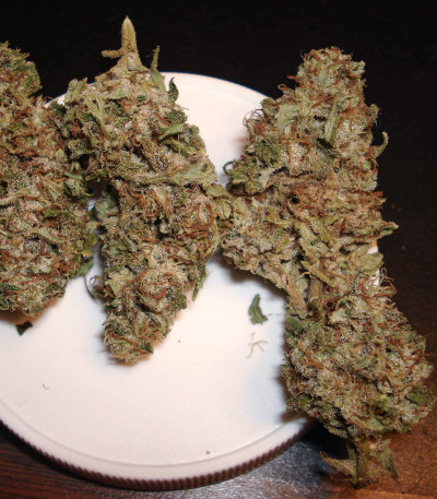 Сорт Auto Super Hash fem (Pyramid Seeds) Сорт Auto Super Hash fem (Pyramid Seeds) — изображение 8