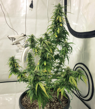 Сорт Auto Super Hash fem (Pyramid Seeds) Сорт Auto Super Hash fem (Pyramid Seeds) — изображение 6
