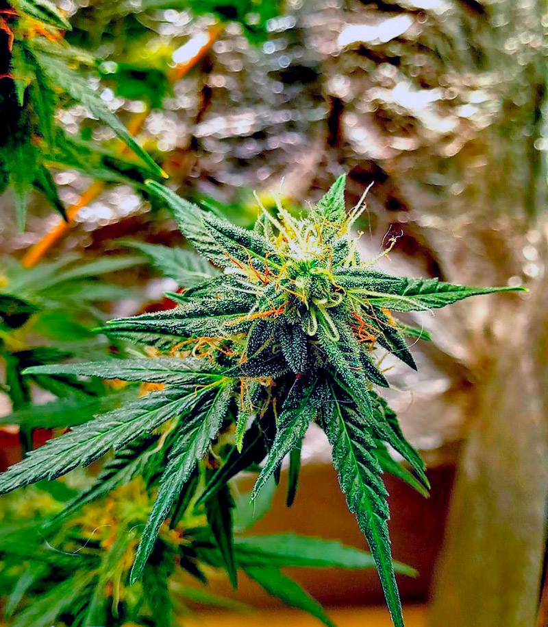 Сорт Auto Amnesia Gold fem (Pyramid Seeds) Сорт Auto Amnesia Gold fem (Pyramid Seeds) — изображение 3