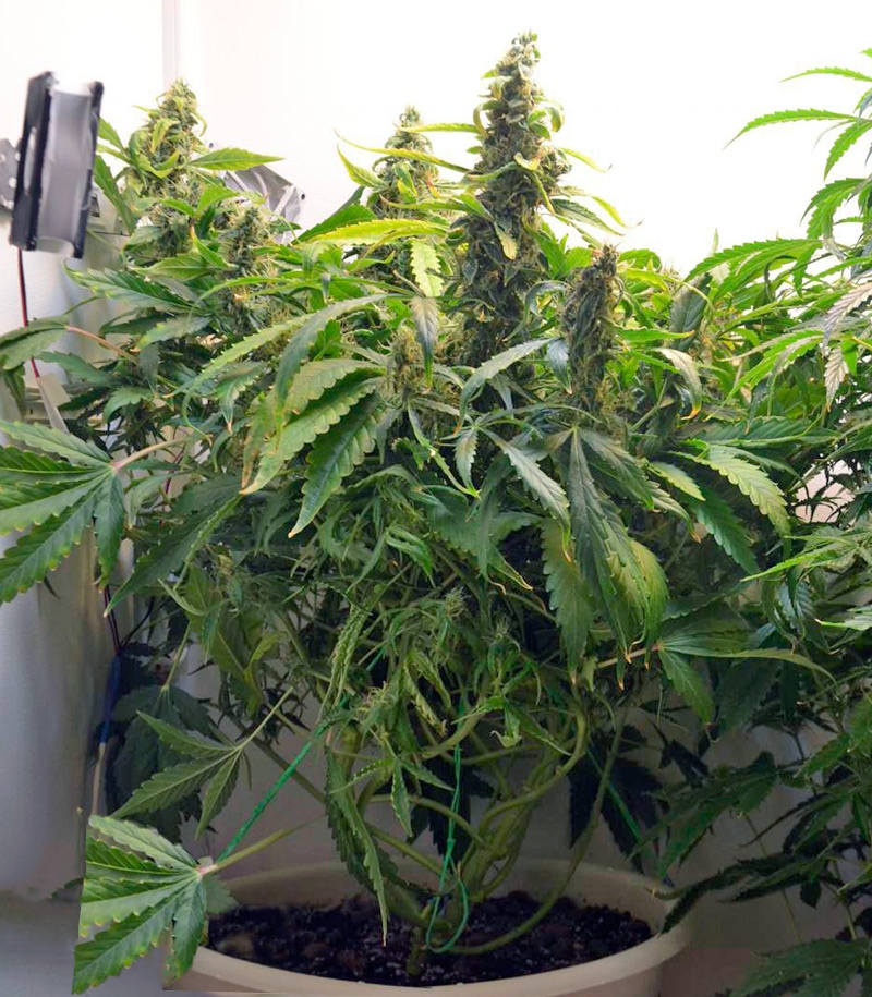 Сорт Auto Amnesia Gold fem (Pyramid Seeds) Сорт Auto Amnesia Gold fem (Pyramid Seeds) — изображение 4