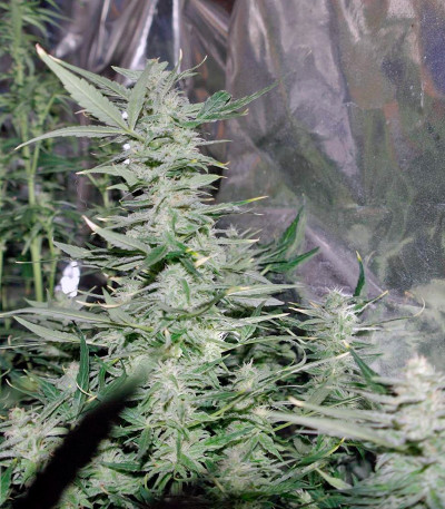 Сорт Auto Super Hash fem (Pyramid Seeds) Сорт Auto Super Hash fem (Pyramid Seeds) — изображение 3