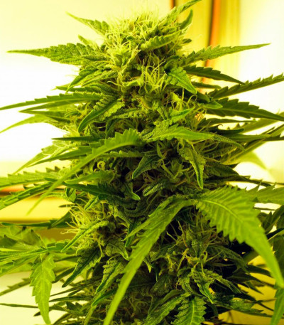 Сорт Auto Super Hash fem (Pyramid Seeds) Сорт Auto Super Hash fem (Pyramid Seeds) — изображение 4