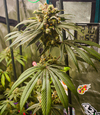 Сорт Banana Punch fem (Barney's Farm) Сорт Banana Punch fem (Barney's Farm) — изображение 4