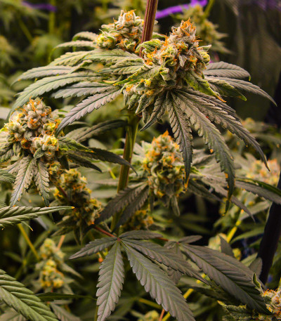 Сорт Banana Punch fem (Barney's Farm) Сорт Banana Punch fem (Barney's Farm) — изображение 5