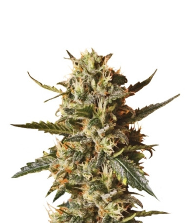 Сорт Bubblegum XL fem (RQS) Сорт Bubblegum XL fem (RQS)