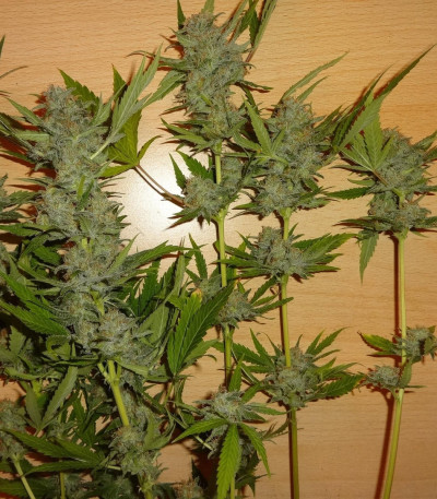 Сорт Bubblegum XL fem (RQS) Сорт Bubblegum XL fem (RQS) — изображение 4