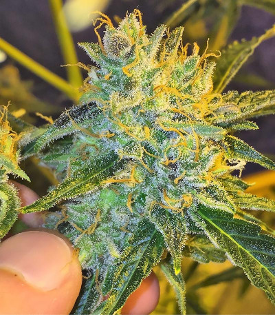 Сорт Californian Snow Auto fem (FastBuds) Сорт Californian Snow Auto fem (FastBuds) — изображение 4