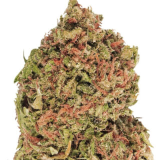 Сорт Dream Machine fem (Heavyweight Seeds)