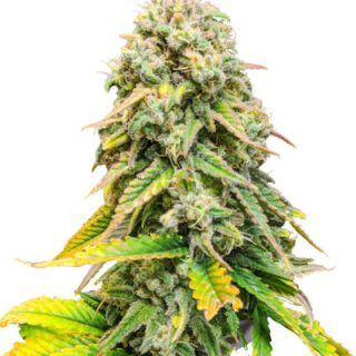 Сорт Fat Banana fem (RQS) Сорт Fat Banana fem (RQS)
