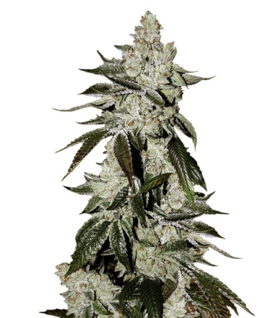 Сорт Cookies Auto (Girl Scout Cookies auto) fem (FastBuds) Сорт Cookies Auto (Girl Scout Cookies auto) fem (FastBuds)