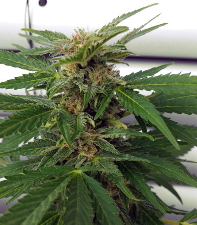 Сорт Glue Gelato Auto fem (Barney's Farm) Сорт Glue Gelato Auto fem (Barney's Farm) — изображение 5