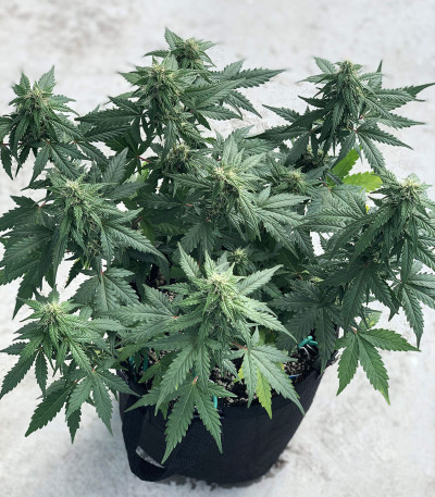 Сорт Glue Gelato Auto fem (Barney's Farm) Сорт Glue Gelato Auto fem (Barney's Farm) — изображение 4