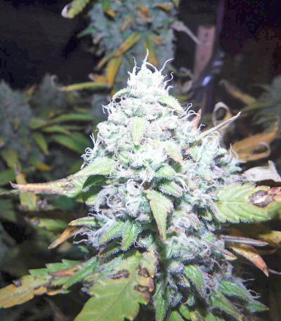 Сорт Green Crack auto fem (FastBuds) Сорт Green Crack auto fem (FastBuds) — изображение 5