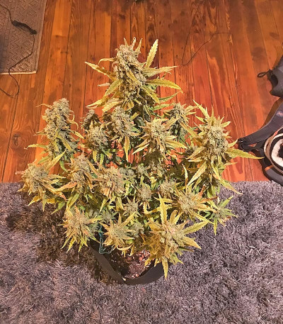 Сорт Green Crack auto fem (FastBuds) Сорт Green Crack auto fem (FastBuds) — изображение 8
