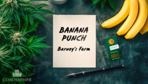 Сорт Banana Punch fem (Barney's Farm)