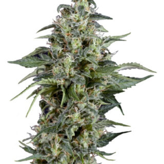 Сорт Kryptonite fem (Pyramid Seeds) Сорт Kryptonite fem (Pyramid Seeds)