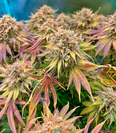 Сорт Lemon Mandarin fem (FastBuds) Сорт Lemon Mandarin fem (FastBuds) — изображение 3