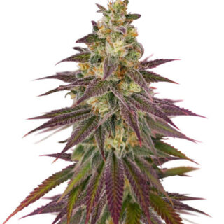 Сорт Lemon Mandarin fem (FastBuds)