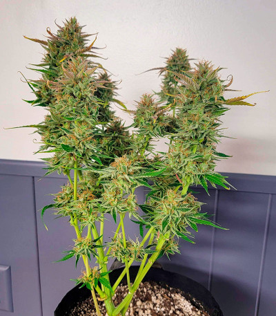 Сорт Orange Apricot Glue XL Auto fem (Sweet Seeds) Сорт Orange Apricot Glue XL Auto fem (Sweet Seeds) — изображение 4
