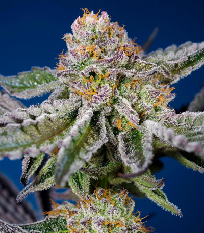Сорт Orange Apricot Glue XL Auto fem (Sweet Seeds) Сорт Orange Apricot Glue XL Auto fem (Sweet Seeds) — изображение 11