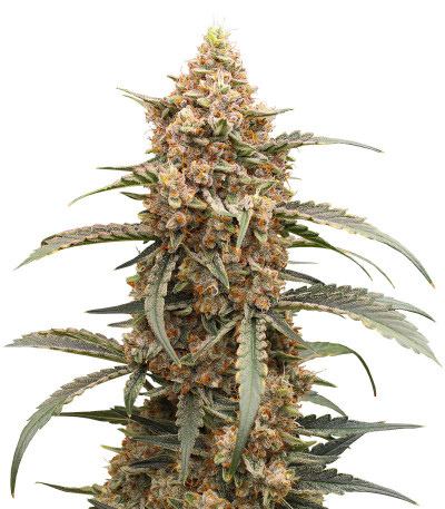 Сорт Orange Apricot Glue XL Auto fem (Sweet Seeds) Сорт Orange Apricot Glue XL Auto fem (Sweet Seeds)