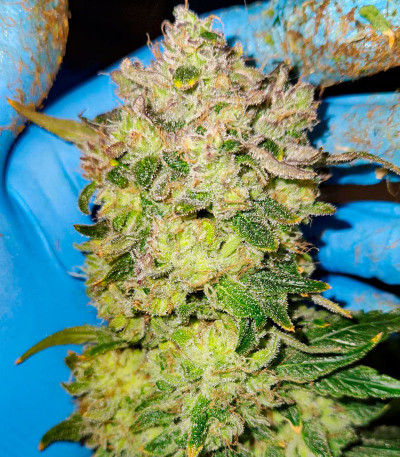 Сорт Papaya Sherbet fem (FastBuds) Сорт Papaya Sherbet fem (FastBuds) — изображение 4