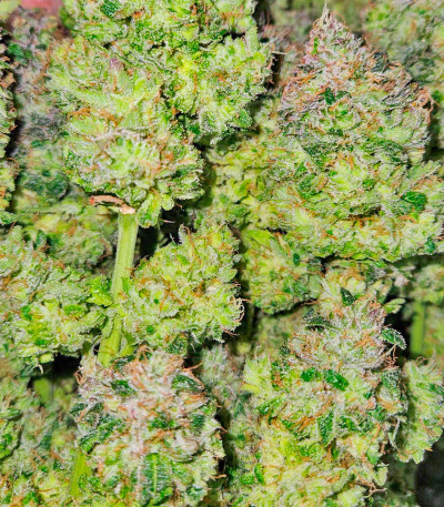 Сорт Papaya Sherbet fem (FastBuds) Сорт Papaya Sherbet fem (FastBuds) — изображение 3