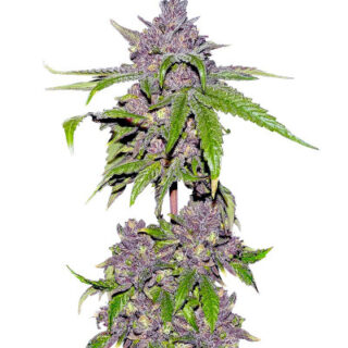 Сорт Papaya Sherbet fem (FastBuds)