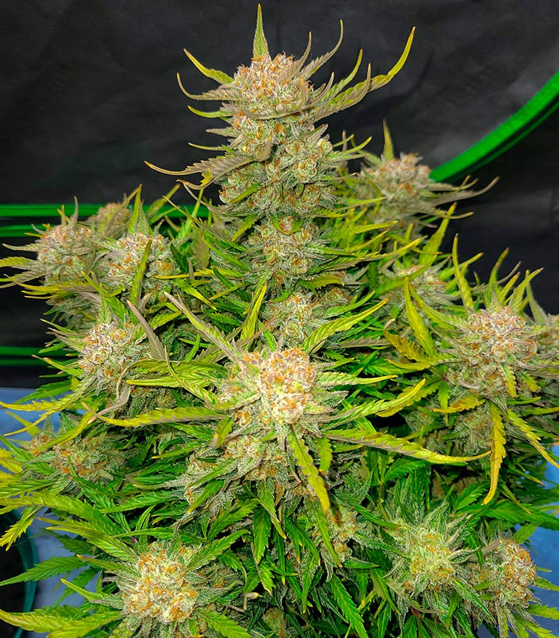 Сорт Pound Cake Auto fem (FastBuds) Сорт Pound Cake Auto fem (FastBuds) — изображение 5