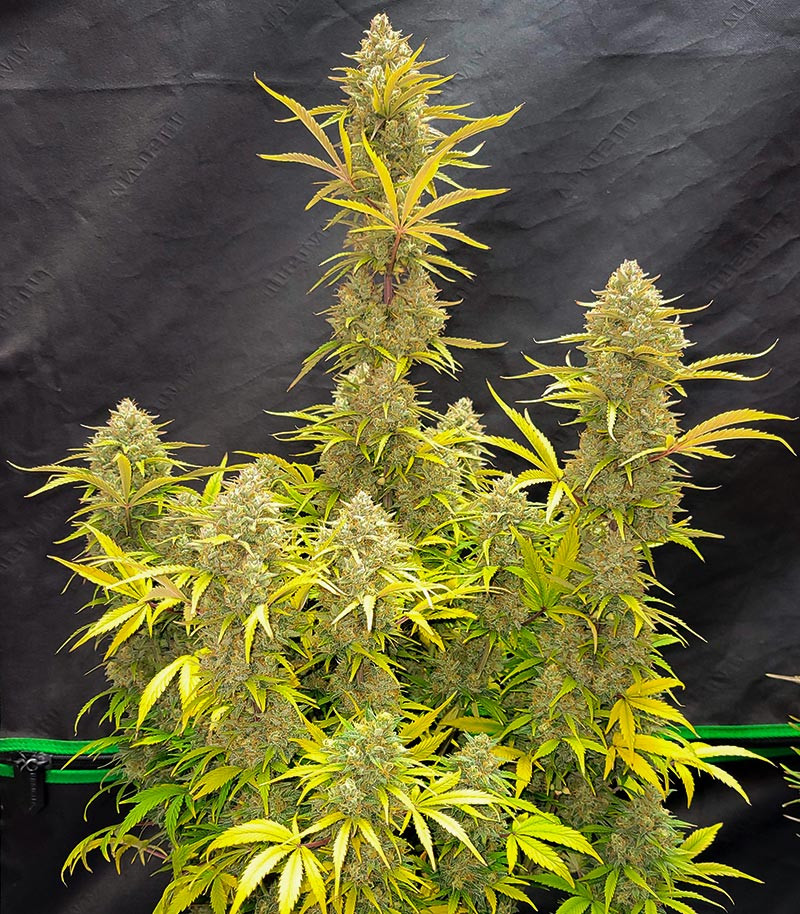 Сорт Pound Cake Auto fem (FastBuds) Сорт Pound Cake Auto fem (FastBuds) — изображение 3