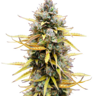 Сорт Pound Cake Auto fem (FastBuds)