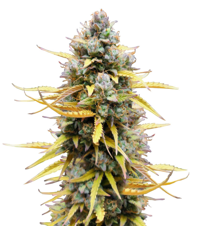 Сорт Pound Cake Auto fem (FastBuds) Сорт Pound Cake Auto fem (FastBuds)