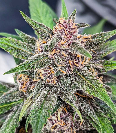 Сорт Purple Lemonade FF fem (FastBuds) Сорт Purple Lemonade FF fem (FastBuds) — изображение 4