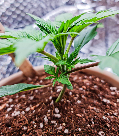 Сорт Purple Lemonade FF fem (FastBuds) Сорт Purple Lemonade FF fem (FastBuds) — изображение 6