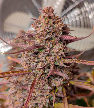 Сорт Purple Punch OG XL Auto fem (Sweet Seeds) Сорт Purple Punch OG XL Auto fem (Sweet Seeds) — изображение 3