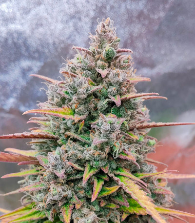 Сорт Purple Punch OG XL Auto fem (Sweet Seeds) Сорт Purple Punch OG XL Auto fem (Sweet Seeds) — изображение 4