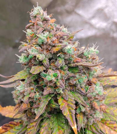 Сорт Purple Punch OG XL Auto fem (Sweet Seeds) Сорт Purple Punch OG XL Auto fem (Sweet Seeds) — изображение 5