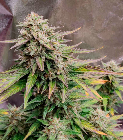 Сорт Purple Punch OG XL Auto fem (Sweet Seeds) Сорт Purple Punch OG XL Auto fem (Sweet Seeds) — изображение 6