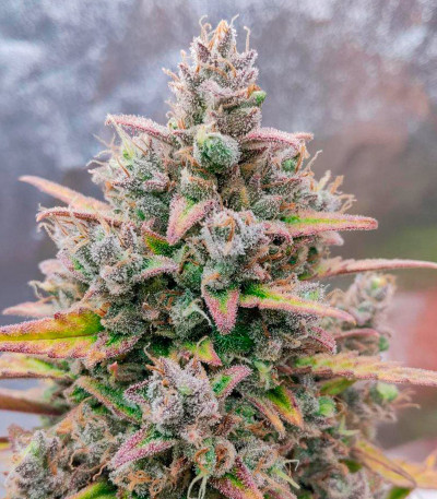 Сорт Purple Punch OG XL Auto fem (Sweet Seeds) Сорт Purple Punch OG XL Auto fem (Sweet Seeds) — изображение 7