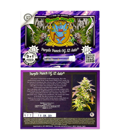 Сорт Purple Punch OG XL Auto fem (Sweet Seeds) Сорт Purple Punch OG XL Auto fem (Sweet Seeds) — изображение 2